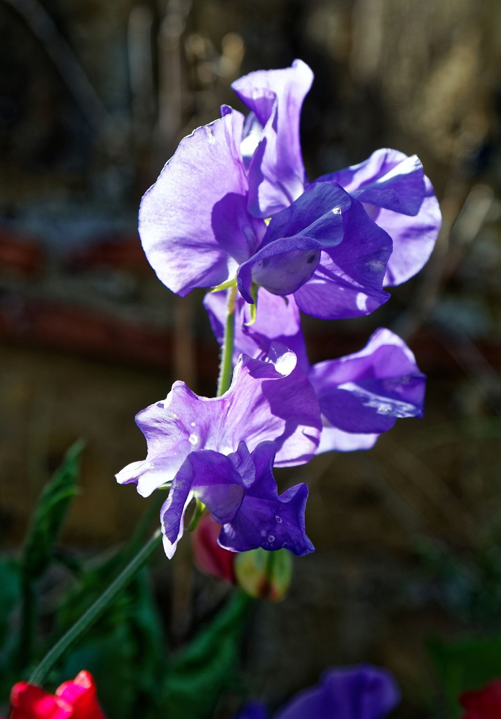A violet-flowered Lathyrus odoratus sweet pea cultivar, descended from seed the monk Francesco Cupani sent from Sicily to England and Amsterdam in 1699