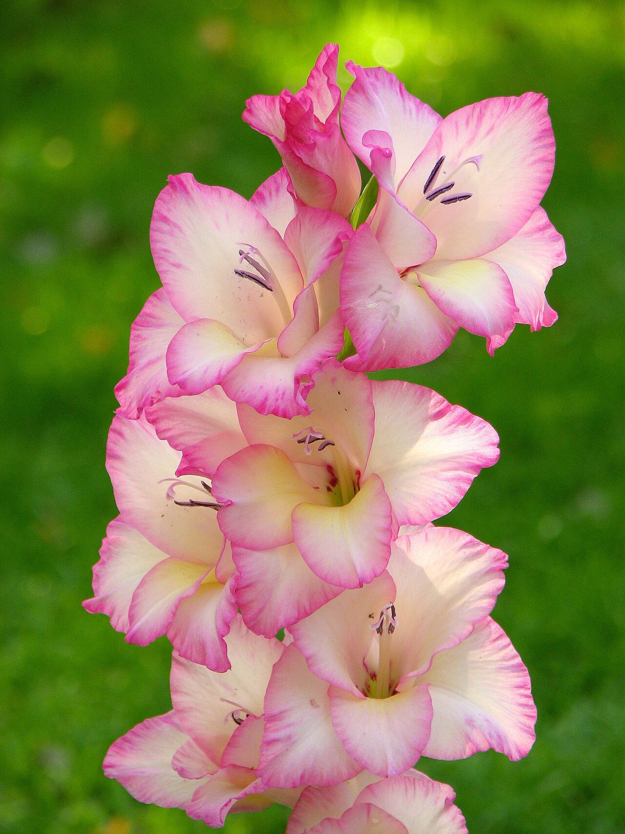 Pink gladiolus 'Priscilla' cultivar in bloom, the type of hybrid grown commercially today rather than the wild Mediterranean species Pliny originally named