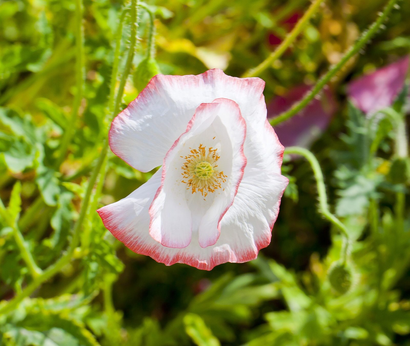 Red corn poppy (Papaver rhoeas) in bloom, the wild field poppy species behind August's birth-flower symbolism