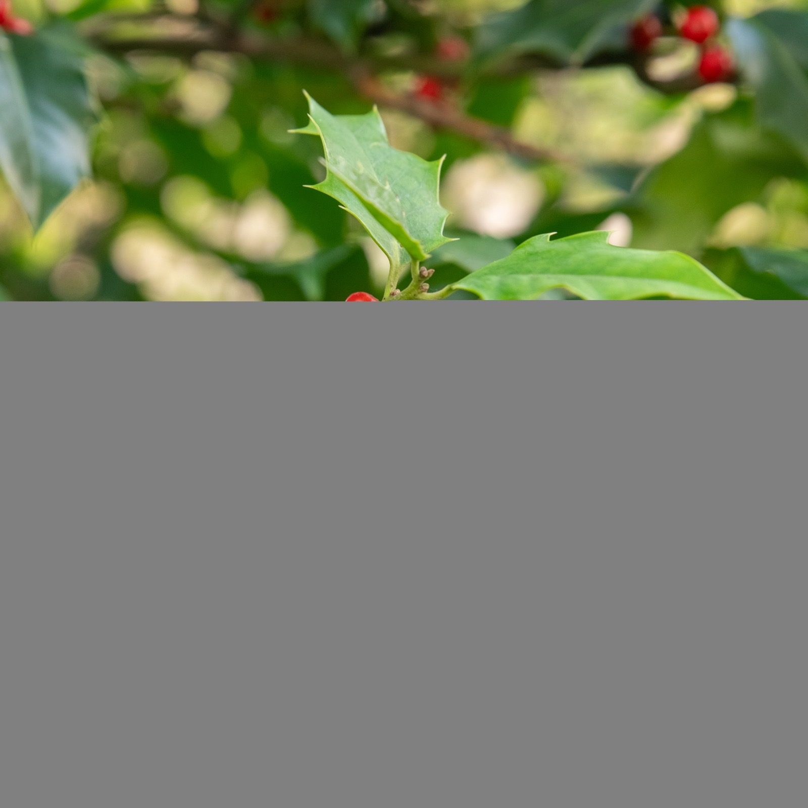 Glossy holly leaves and bright red berries, which only grow on female Ilex aquifolium plants pollinated by a nearby male