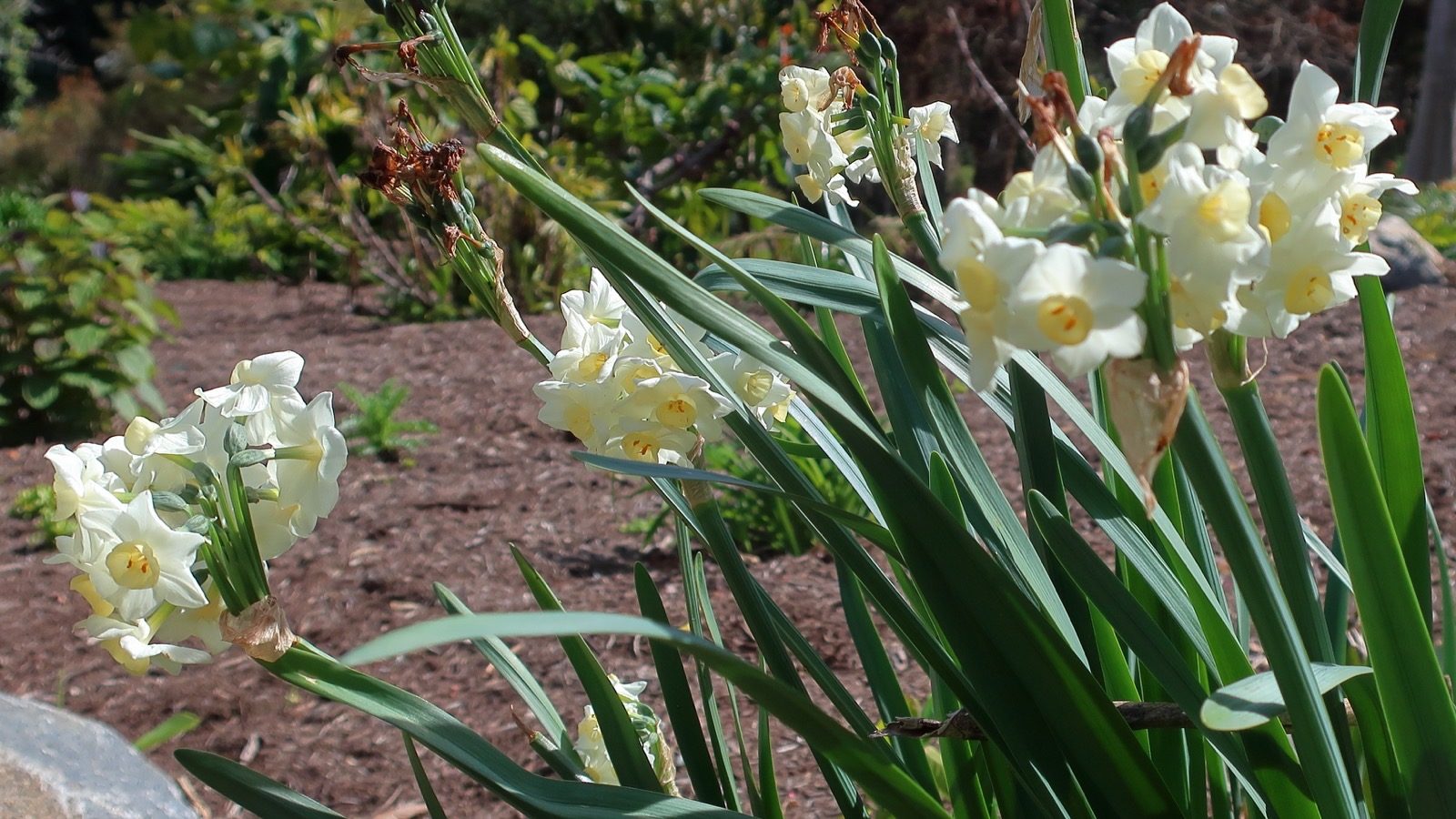 Paperwhite narcissus (Narcissus tazetta cv. Paperwhite) in bloom, the species the Old Farmer's Almanac names as December's narcissus birth flower