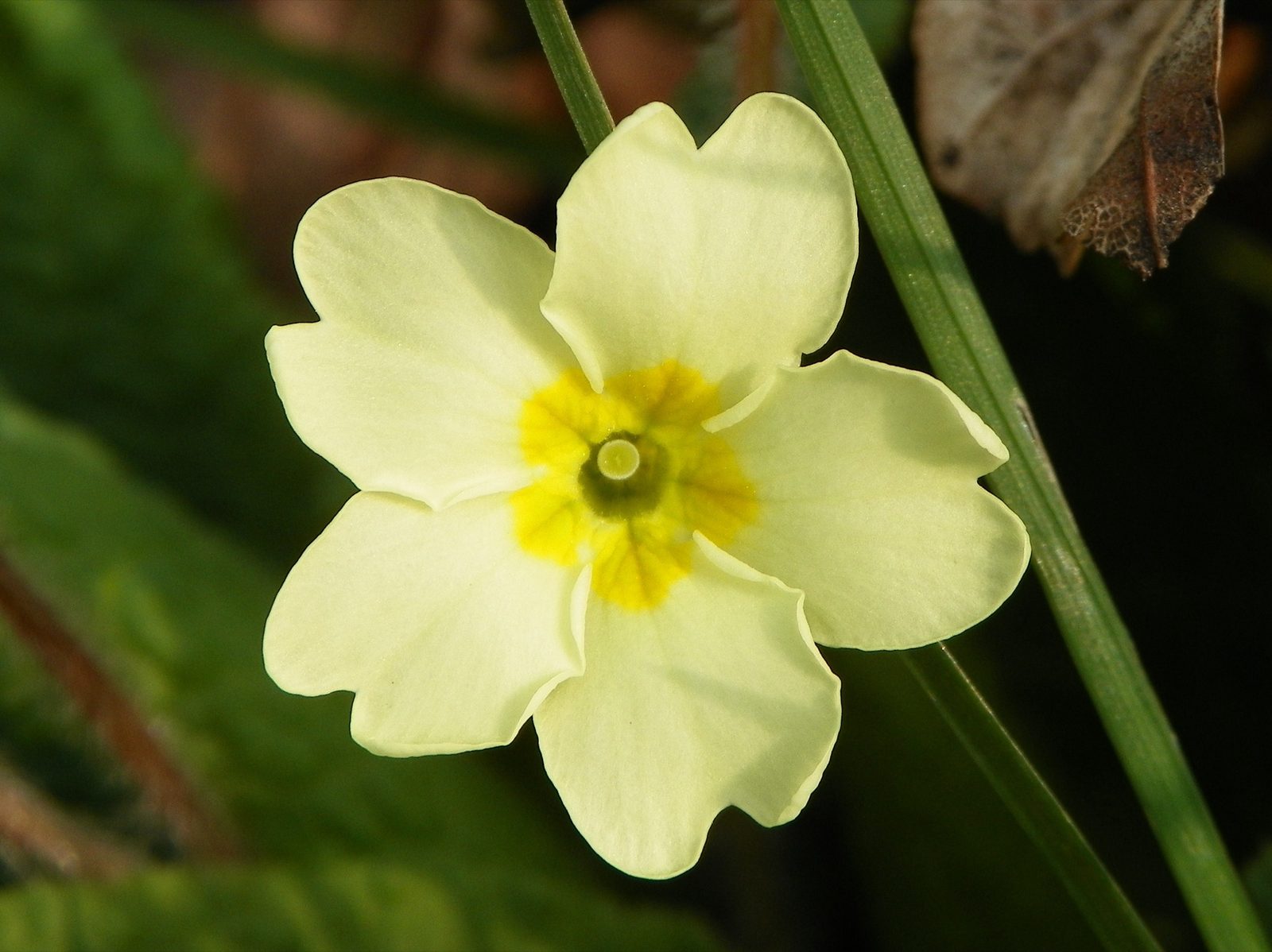 Primula vulgaris, the common primrose, February's other birth flower, unrelated to the evening primrose sold under a similar name