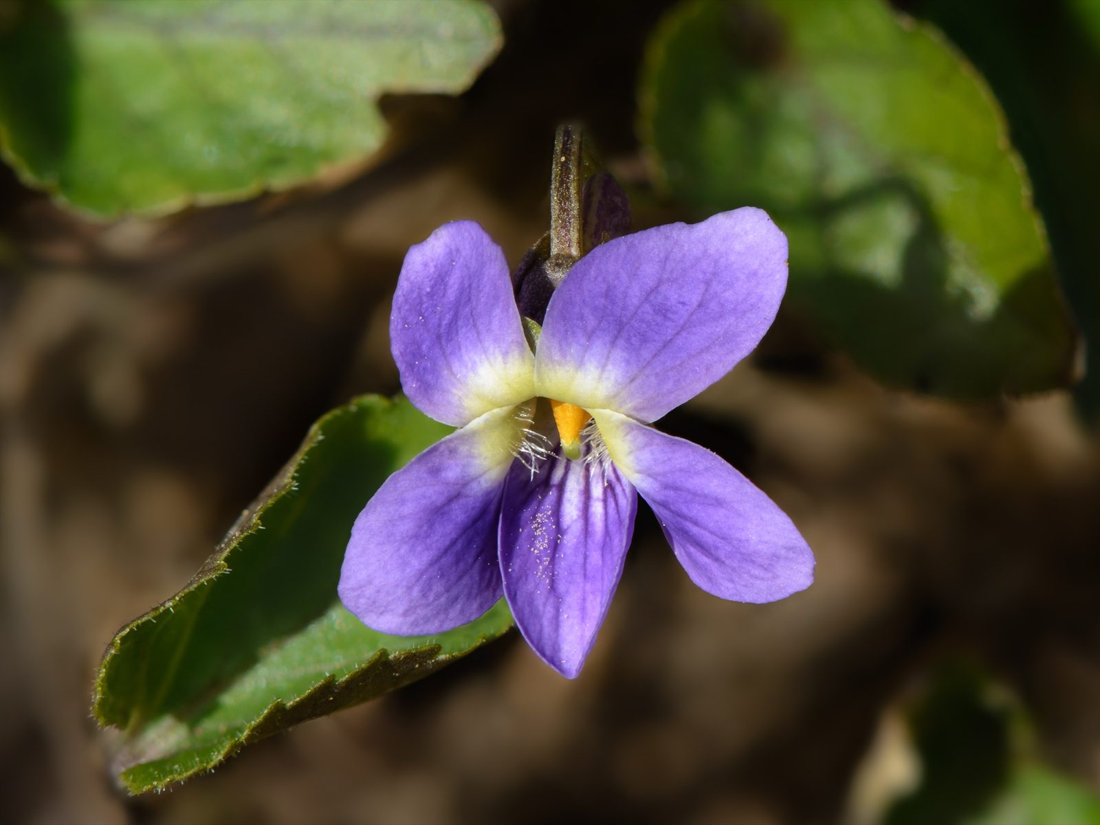 Viola odorata, the sweet violet, February's birth flower, unrelated to the African violet sold under a similar name