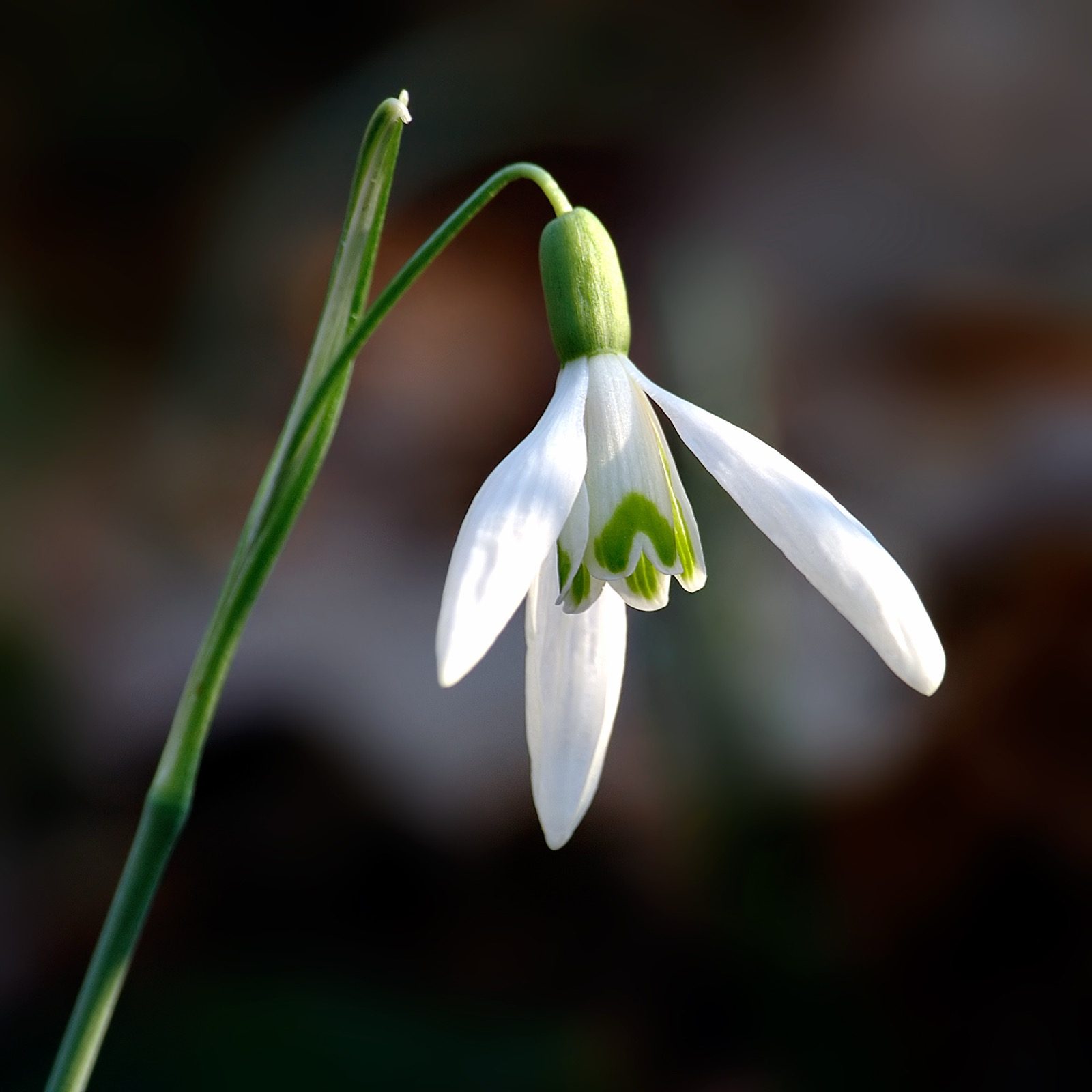 Galanthus nivalis, the snowdrop, January's other birth flower, whose genus name means "milk flower" in Greek