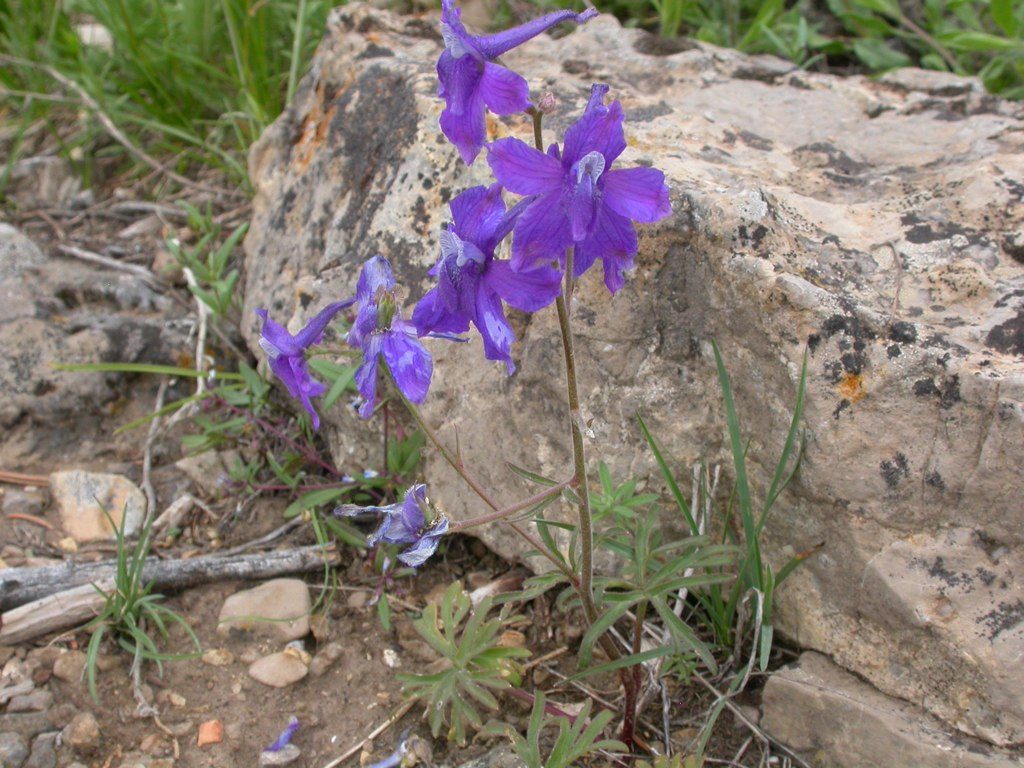 Delphinium bicolor (little larkspur) blooming in open, rocky prairie habitat, the wild North American species documented in Kainai ethnobotanical tradition rather than the Eurasian hybrid sold at florists