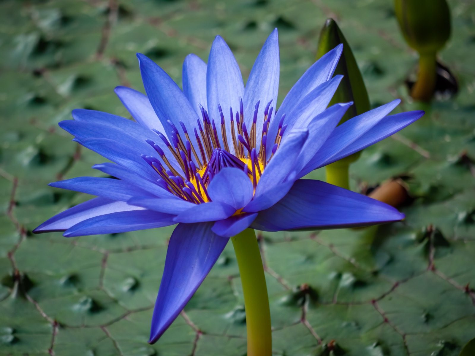 Nymphaea caerulea, the Egyptian blue water lily, in bloom, the species behind ancient Egypt's Nefertem and sun-god creation mythology