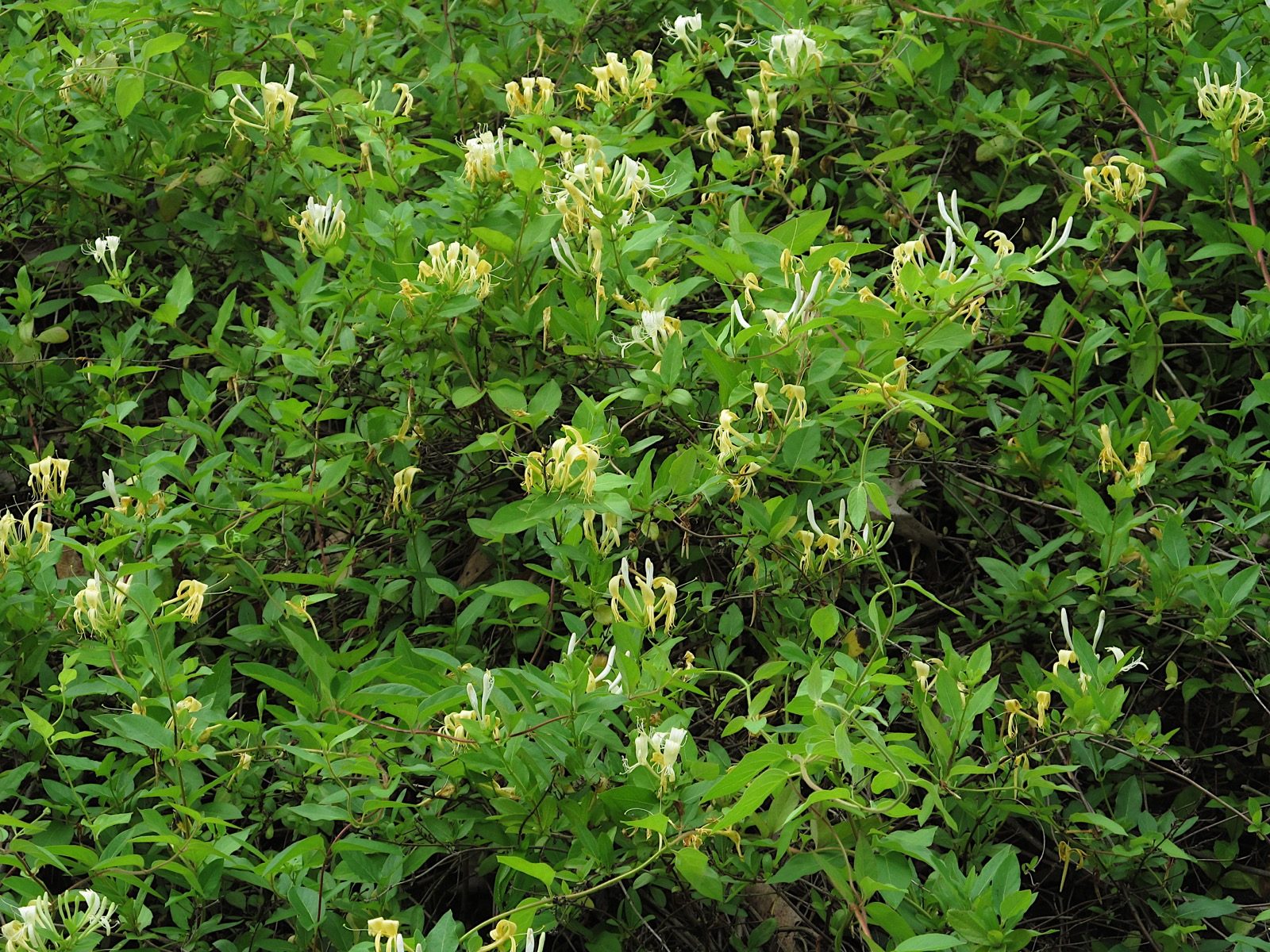Lonicera japonica (Japanese honeysuckle) in bloom, an East Asian species introduced to the US as an ornamental in the early 1800s and now classified as a noxious weed in 46 states