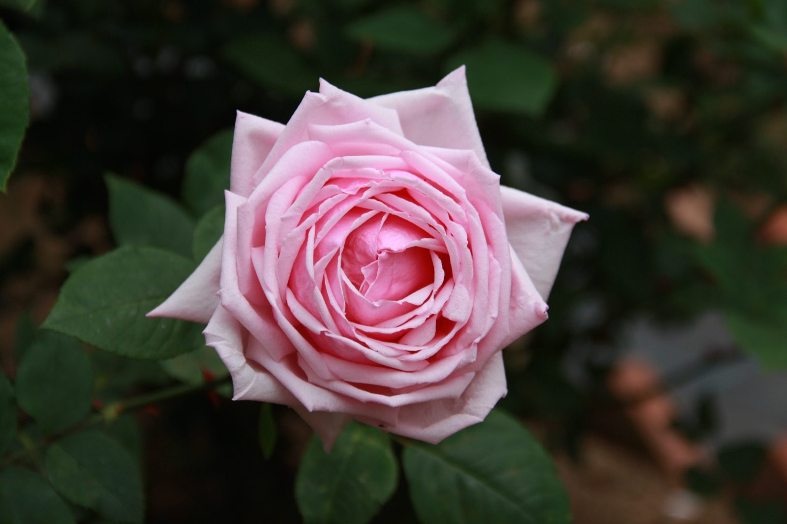 Rosa 'La France', the pink 1867 hybrid tea rose bred by Jean-Baptiste André Guillot, generally credited as the ancestor type behind most cut roses sold as June's birth flower today