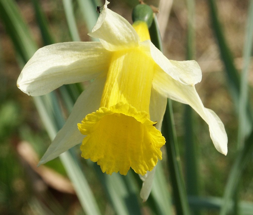 Narcissus pseudonarcissus (wild daffodil) in bloom, the species most closely tied to the common name March's birth flower is drawn from