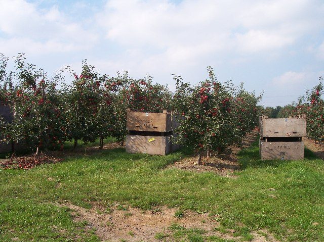 Rows of apple trees heavy with red fruit in an orchard, with wooden harvest crates set between the rows
