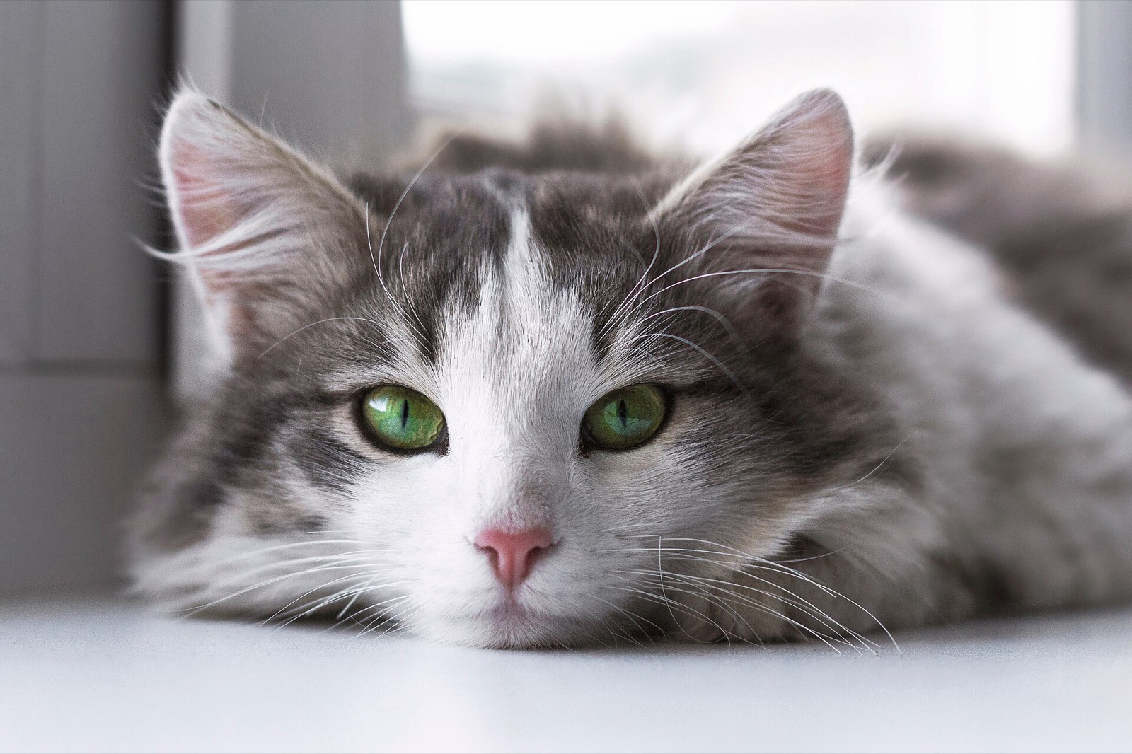 Close-up of a grey and white cat with green eyes lying down and looking at the camera