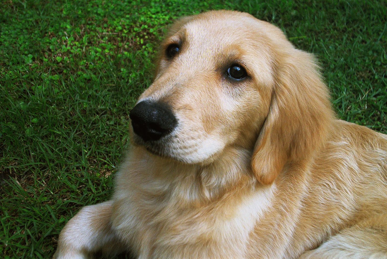 Close-up portrait of a golden retriever puppy lying in grass, looking to the side