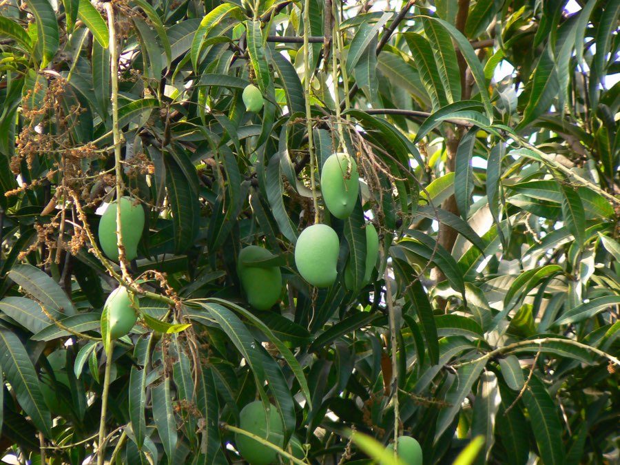 A ripe mango, whole and unpeeled, photographed in India