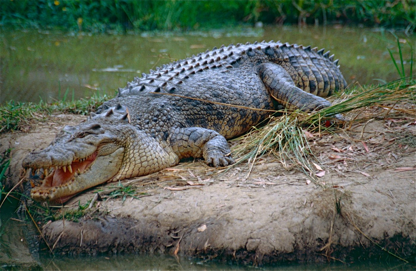 A saltwater crocodile resting near water at Australia Zoo, Queensland, Australia
