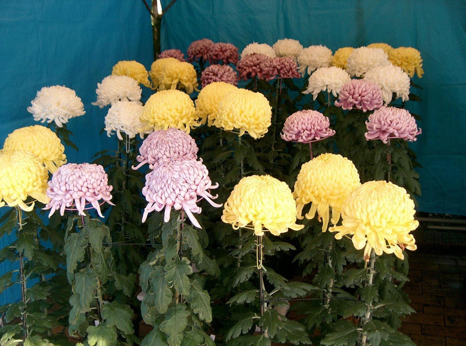 Rows of cultivated chrysanthemums in white, yellow, and pink at a Japanese flower show, none of them gold despite the flower's Greek name meaning "golden flower"