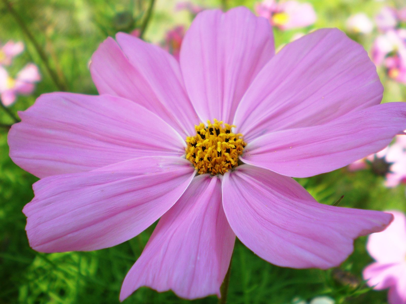 A pink Cosmos bipinnatus flower showing the eight evenly spaced ray florets that likely inspired its Greek name, kosmos, meaning order or ornament