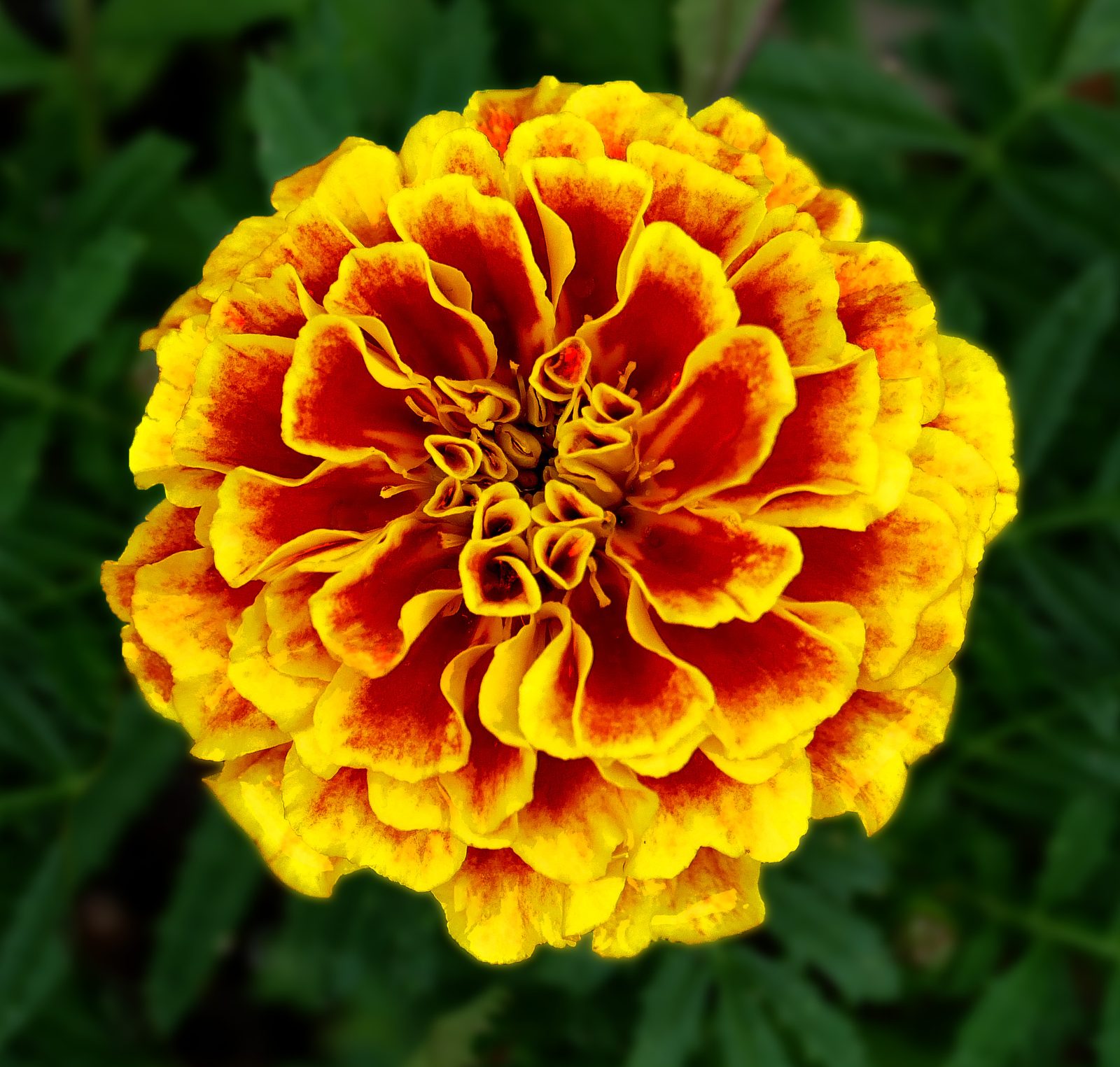 A French marigold (Tagetes patula) in full bloom, a Mexican-native plant whose English name was borrowed from the unrelated European flower Calendula