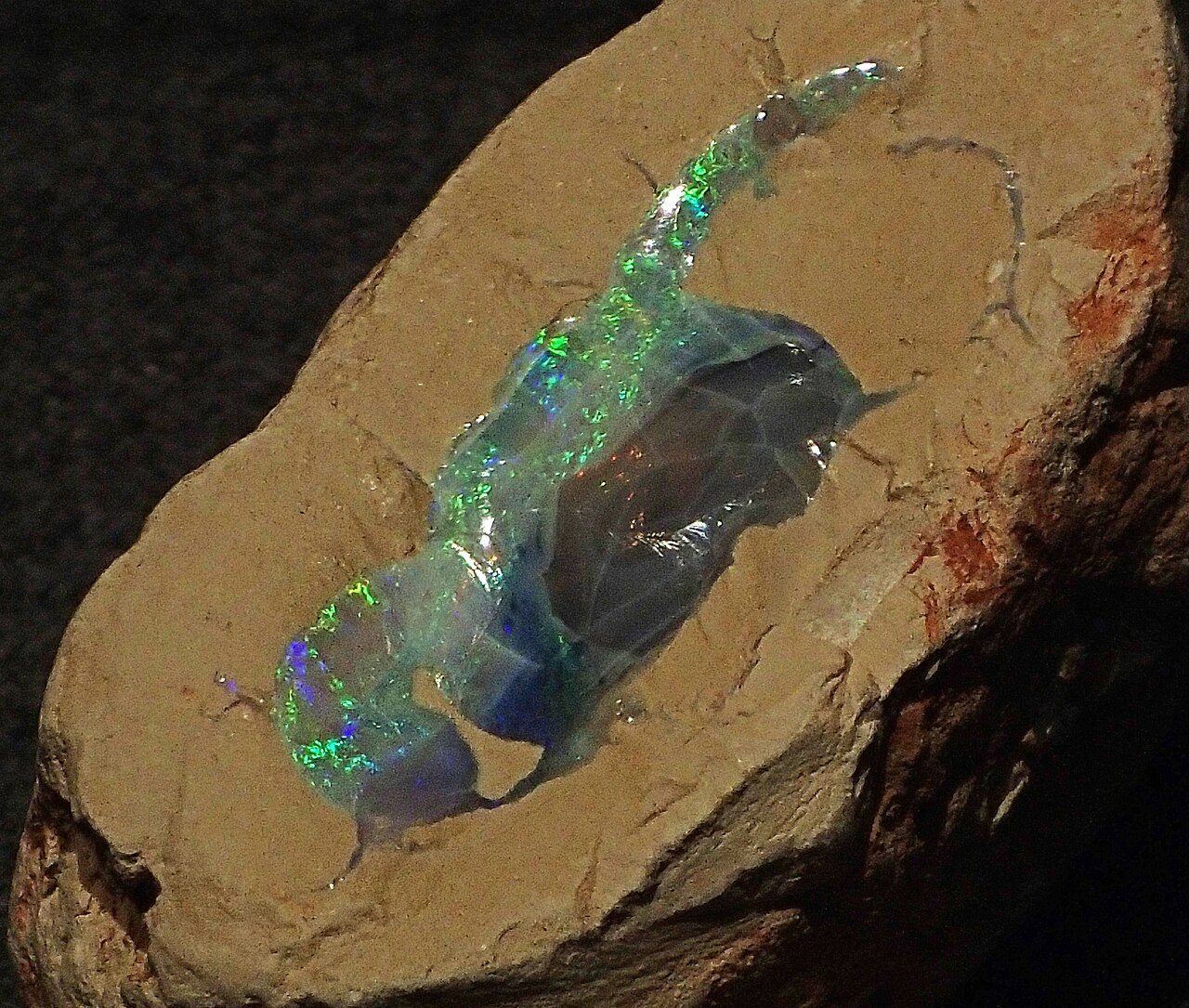 A play-of-color precious opal seam embedded in silicified claystone from the Coocoran Opal Field, New South Wales, Australia