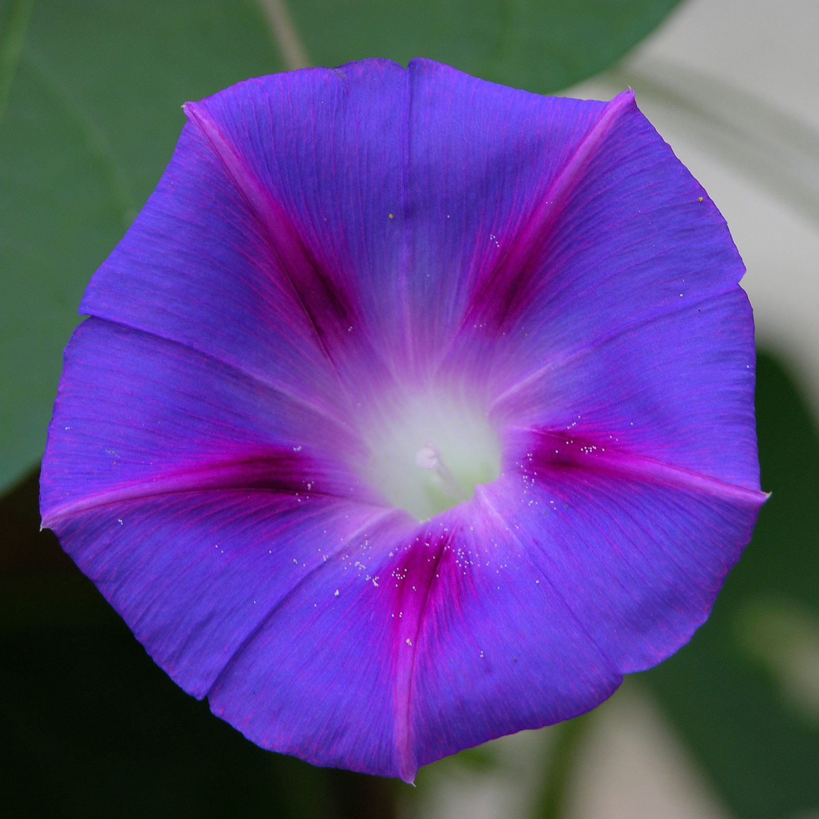 Common morning glory (Ipomoea purpurea) in bloom, the garden species behind September's birth-flower symbolism and a different plant from the morning glory relatives used in Aztec ritual divination